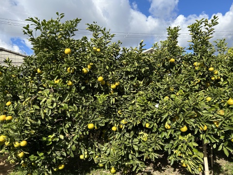 紀の川八朔　優品L〜２L寸↑ 5kg箱込み　ハズレなし！！