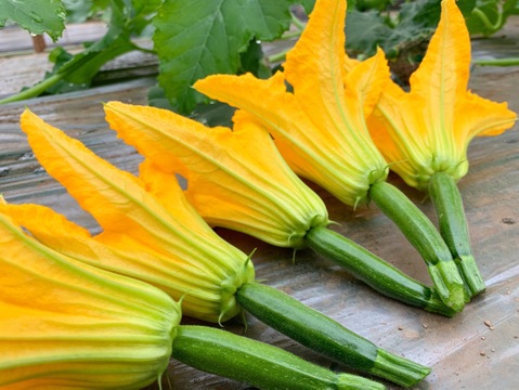 幻の食材【こだわり花ズッキーニ〜極み〜】