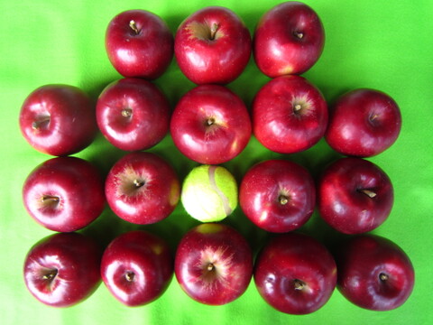 樹上完熟紅玉 総重量 約4kg前後 青森県 南部地方産 自家りんご農園生産直送品！