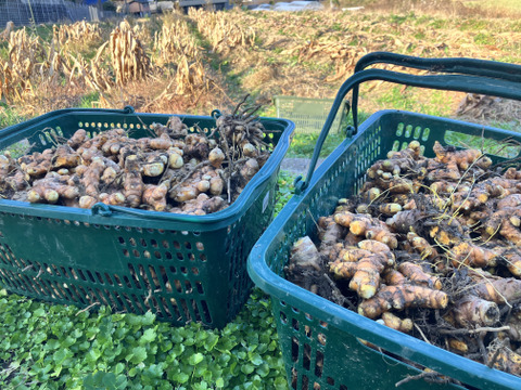 健康で若々しく！ 春ウコン100g(栽培期間中農薬不使用)