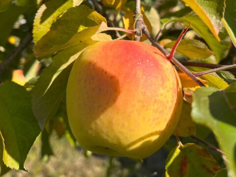 《予約商品》綺麗なぐんま名月 11月上旬  5キロ箱 14～20玉 長野県産