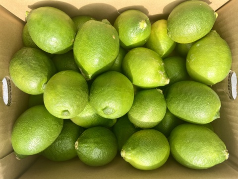 【薄皮】グリーンレモン 3kg【種が少ない】【防腐剤・ワックス不使用】