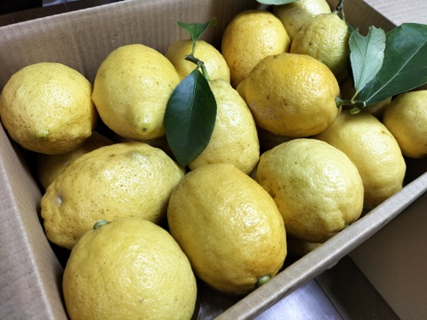 【訳あり】広島県産「これが夏レモン」《約18〜20個入》4kg以上