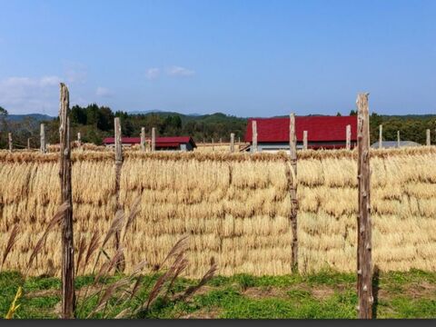 🌾お米ソムリエ監修🌾✨️令和7年産新潟PREMIAM米✨️コシヒカリの1.5倍の大きさ
『いのちの壱』2kg精米
色彩選別済✨️3800円特別な贈り物に✨️