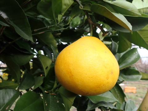 【ご家庭用 】 文旦(小玉) 箱込み5Kg