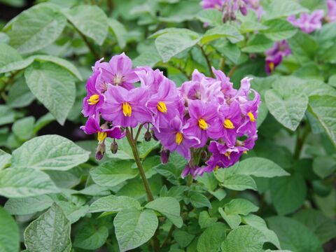 じゃがいも詰め合わせ★稀少品種もあり！！フライドポテトに、カレーに万能じゃがいもを取りそろえました。