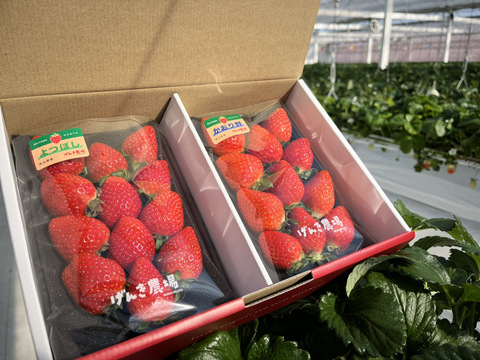 【農場長おすすめ！】《人気2品種 食べ比べセット♪》280g×2パック【いちご食べ比べ】