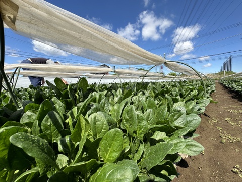 野菜のプロが認めるほうれん草！食べたもん勝ちのほうれん草❗️葉肉の厚さと豊かな甘みが特徴❗️
約1200g（約300g×4袋）