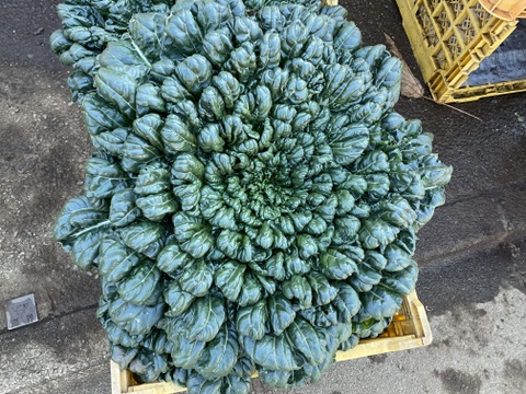 【新春　1月発(^^♪】双葉農園の”イチオシ”の7種の野菜セット　 〜from 名水の里　神奈川県秦野市