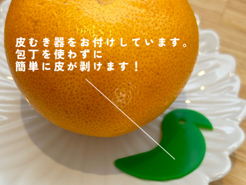 【木成り八朔】箱込み10キロ家庭用　※皮むき器つき　さつき八朔　はっさく