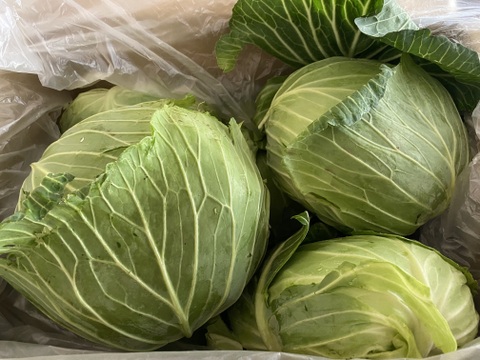 葉がぎっしり！冬キャベツ6個