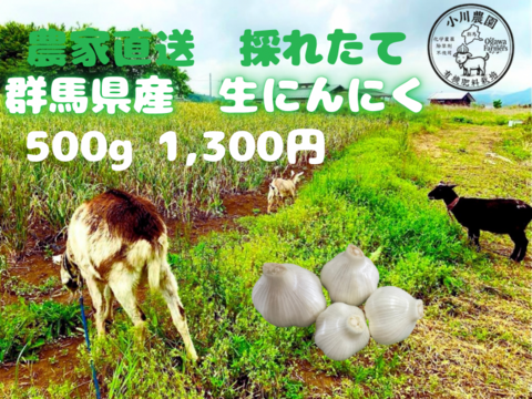 令和8年度　群馬県産　生ニンニク 有機肥料栽培　農薬化学薬品無使用　500g