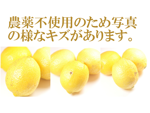 農薬不使用　完熟　瀬戸内レモン愛媛中島産　朝摘み発送！