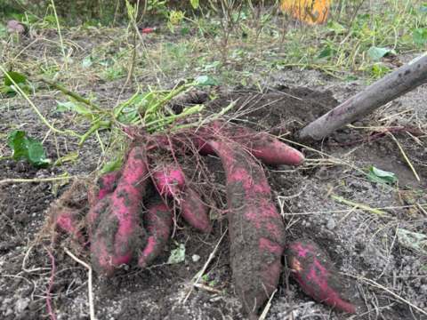 奥出雲産自然栽培なると金時(1.5kg)