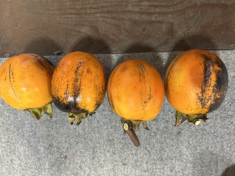 吊るし柿用西条柿