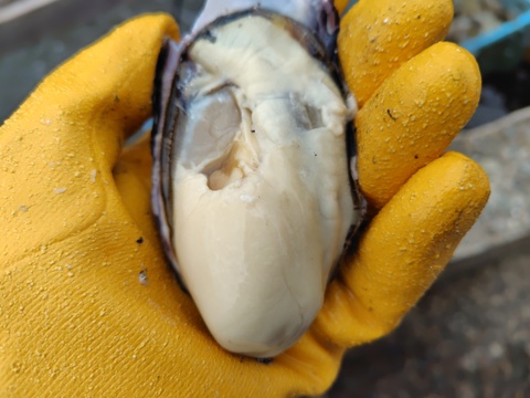 【1割増量！】身入りピーク　京丹後・久美浜産　殻付き牡蠣［加熱用］ 4kg（40個前後）→4.4kg(4月中旬まで)