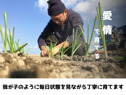 【玉ねぎ定期便】淡路島 季節の玉ねぎ 2kg箱 約6～8個入