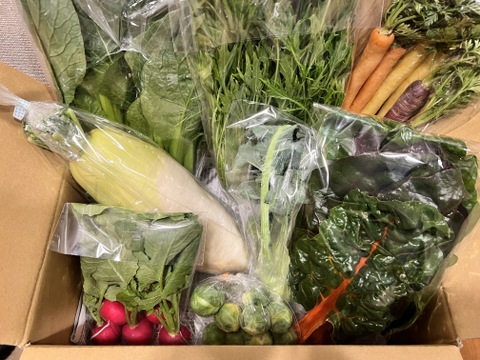 ＼シャキうま！／南房総の旬野菜セット！セレクトおまかせ【8品目】