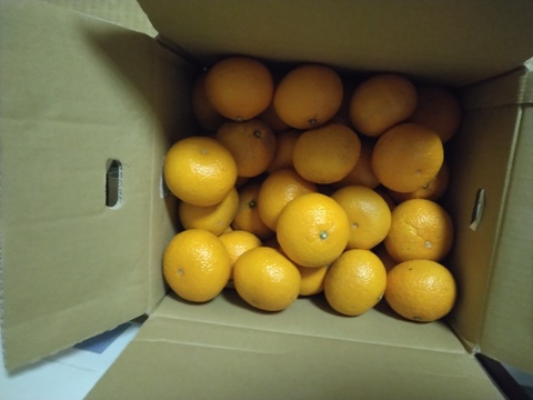 完熟スイートスプリング大小混合約8K
外観からは想像もできない手もベタつく甘さです♪ 昨年多くのお客様に買っていただきました。