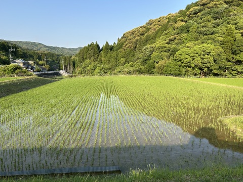 新米令和8年産　早場米で甘くてもちもち！九州天草方原産清流米(コシヒカリ5キロ)