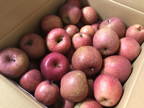 【わけあり品】青森県産りんご「サンふじ」加工用 10kg以上【ジュースやスムージにどうぞ！】