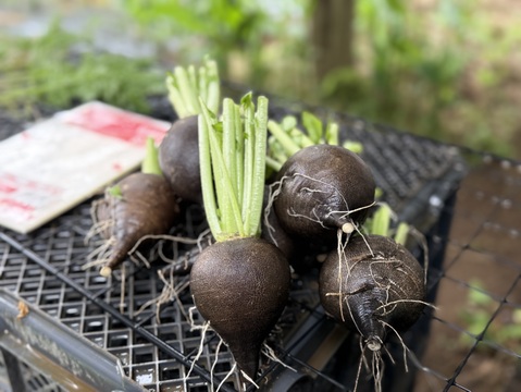 【新鮮】農薬不使用・化学肥料不使用 黒大根（黒丸大根）1kg（2玉目安）【冬ギフト】