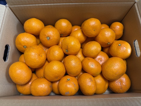 食べたらやみつき！【絶品】　糖度15度以上『興津早生みかん』　5kg