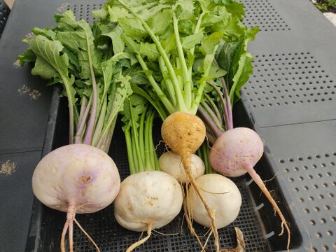 ✨【採れたて直送・葉付き】はじける瑞々しさ！形はワケあり、味は極上の「朝採れ小かぶ」食べ比べセット 約2kg｜農薬・化成肥料不使用✨