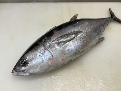 【冬は旨すぎる】コシナガマグロ/バケ/本マグロに似た姿と味/脂のり抜群/原体4kgの1/4【腹】【今だけ生】