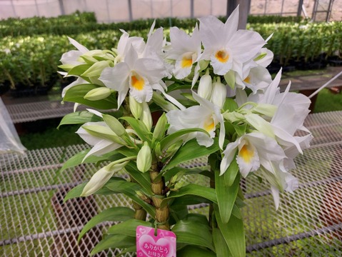 【母の日ギフト】夏の蘭“フォーミディブル〟4本立