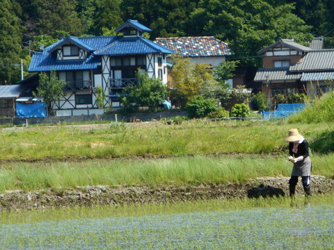 新潟産のお米で【恋の予感】という、広島発祥のお米と、岐阜県生まれの【縁結び】を新潟県の旧、笹神村で栽培しています