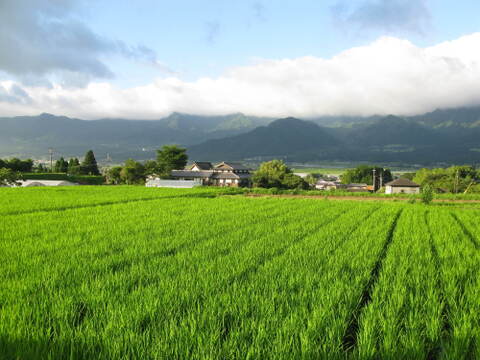 清流のめぐみ！熊本南阿蘇産、農薬化学肥料不使用ヒノヒカリ玄米5kg