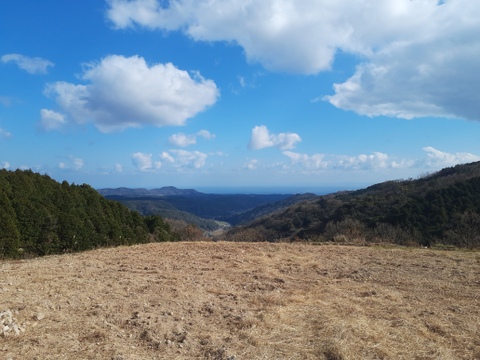 天空のエキストラバージンオリーブオイル(大分県国東市産）　１０５ｇ×１本