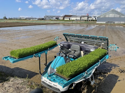 【令和6年新米】予約販売！元祖新潟県産こしひかり【従来品種】玄米10kg