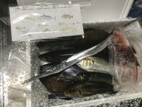 ⭐︎レビュー投稿キャンペーン⭐︎【未利用魚】漁師直送！季節のおさかなセット【3kg前後】⭐︎商品説明必読⭐︎