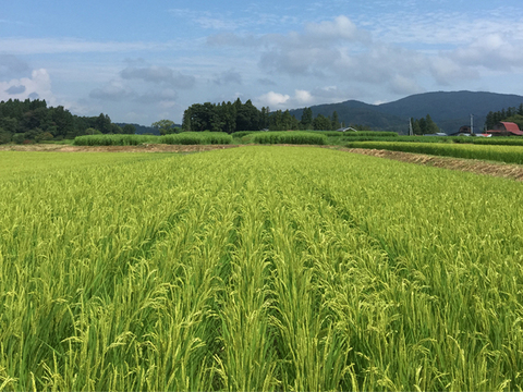 合鴨農法で育てたひばり農園の玄米「りくう132号」 ５kg