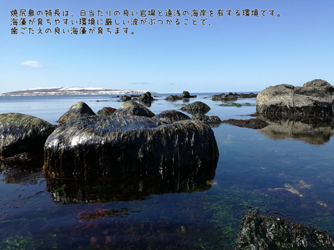 【セット品】焼尻島天然手摘み『岩のり』２種セット（板海苔、バラ干し）