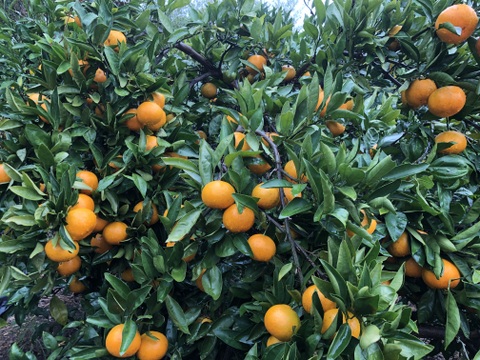 熊本発農薬不使用🍊  2kg 宮川.原口早生　サイズフリー（約17個前後入り）
