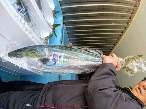 神経〆 日本海ｘ天然ブリ１３ｋｇ以上１４ｋｇ未満 山口県産の魚 食べチョク 産地直送 産直 お取り寄せ通販 農家 漁師から旬の食材を直送