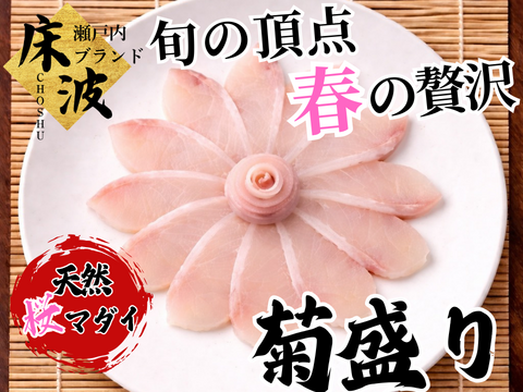 🌸料亭の一皿をご自宅で🌸旬をそのまま咲かせた天然国産『 桜マダイ 菊盛り』長州床波ブランドお刺身約150g【3月上中旬予約】
