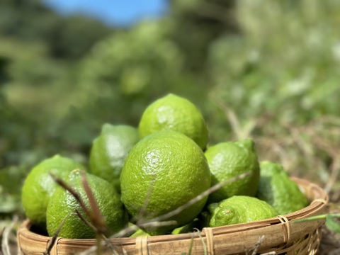 【今だけ！】農薬化学肥料不使用キラピカ野菜BOX7品グリーンレモン&ぴゅあみかんジュース１本