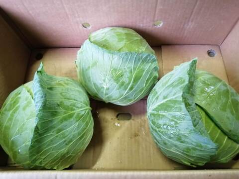 【なべくら高原産】ひぐらし農場のイチオシ野菜！柔らかくあまーいキャベツ！80サイズに入るだけ!（5kg以内）※干ばつ、害虫の影響で小ぶりのサイズ多め