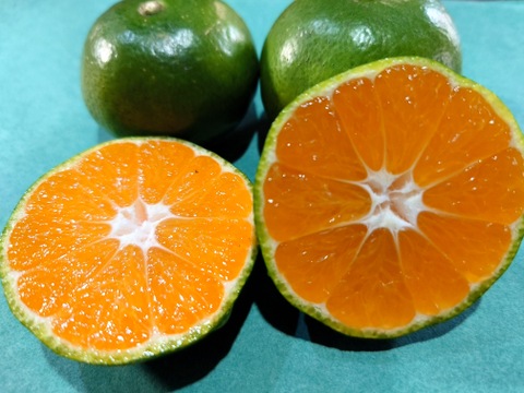 旬を先取り！極早生みかん　3Kg