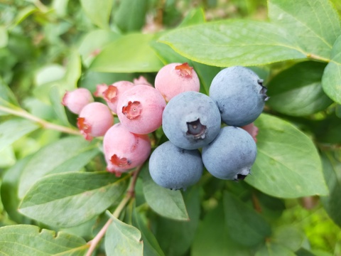 【南房総産特別なブルーベリー】竹チップで育てた、冷凍ブルーベリー 1kg【房総ブルーベリーくらぶ】