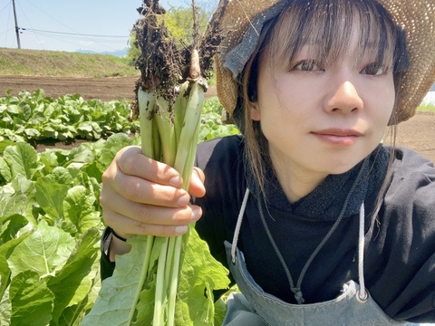 (80)信州産 [レシピ付] 漬物以外もアレンジ自在！春の野沢菜