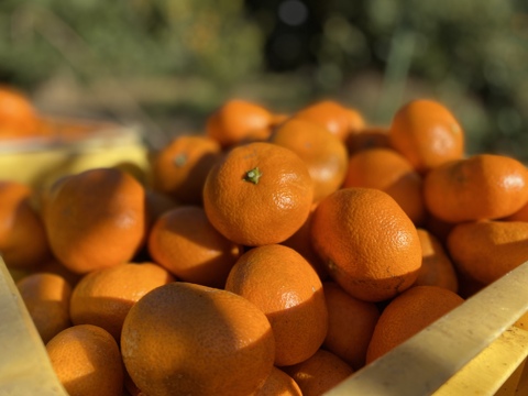 The citrus【AOSHIMA】青島みかん 約4kg