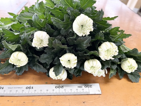 【業務用】白輪菊70cm 50本