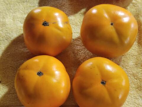 ✨【甘柿（富有柿）】1.5kg（12～17玉）　農薬肥料不使用の自然栽培✨