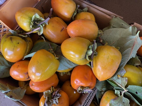 【順次発送中】『干し柿用』 渋柿2kg 自然栽培 干し柿 柿 渋柿（8個～12個）