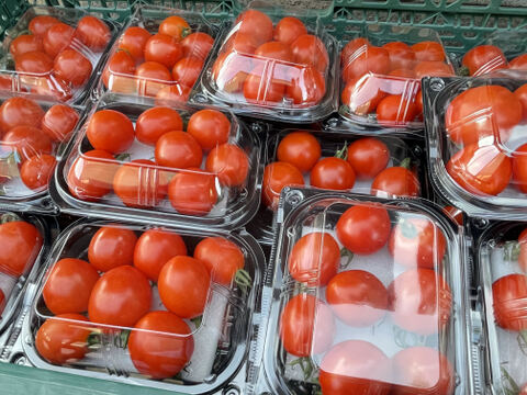 期間限定トマト（華小町）11月まで！河北潟の栄養たっぷり（1.2Kg）